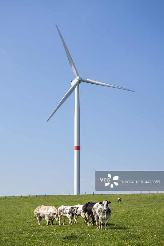 风车和奶牛图片素材