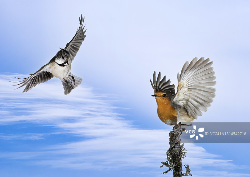 戴胜和知更鸟飞过蓝天树枝旁特写图片素材