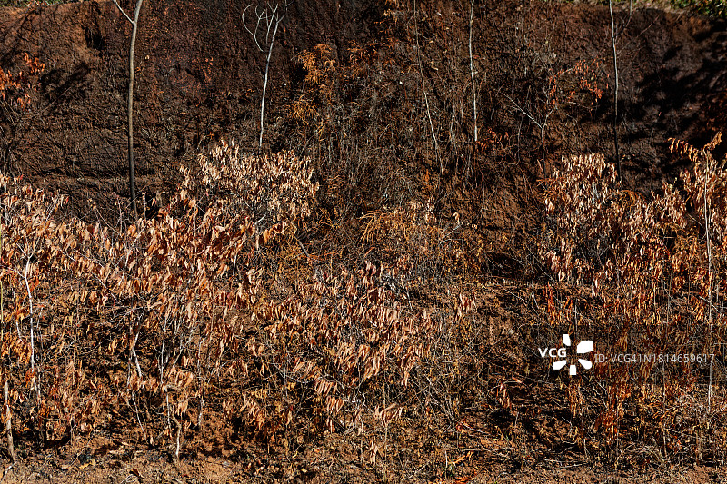 烧毁的森林图片素材
