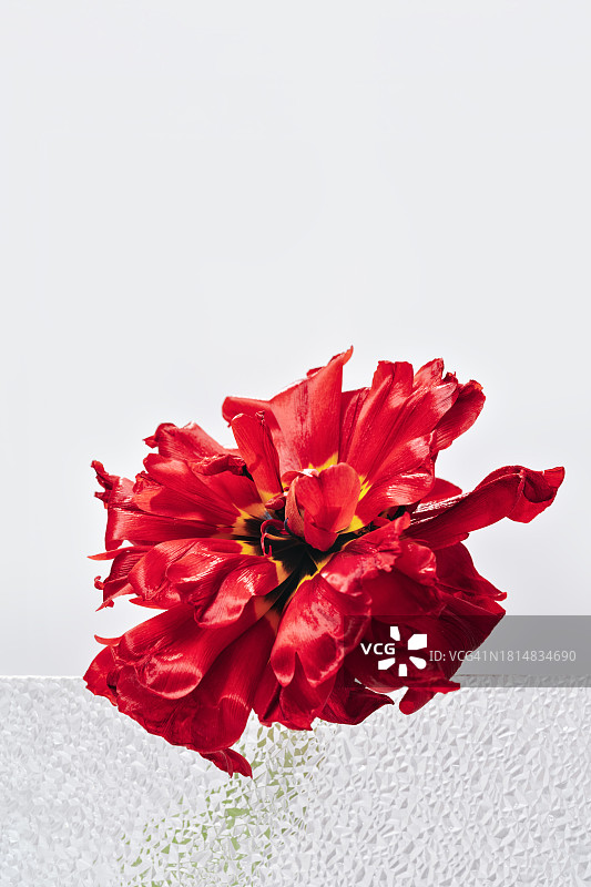 带有磨砂玻璃效果的郁金香花瓣特写图片素材