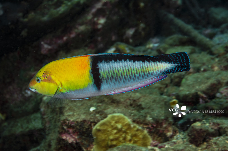 黄头濑鱼图片素材