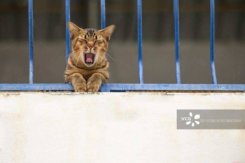 家养短毛猫在阳台上打呵欠的 портрет图片素材