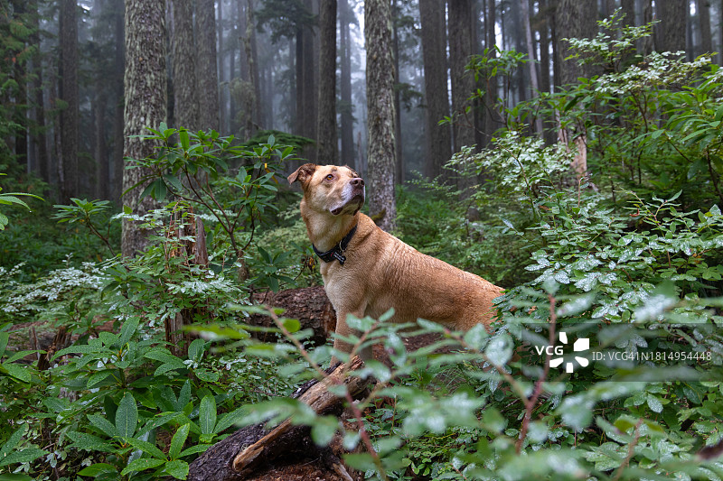 太平洋西北地区的狗图片素材