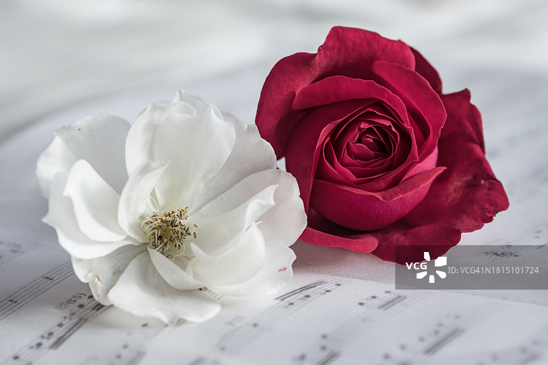 一朵白色和红色的玫瑰图片素材