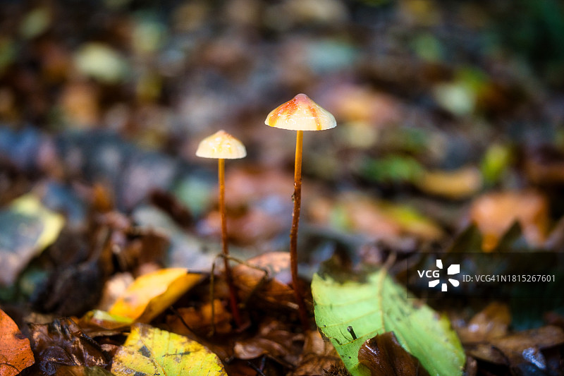 秋季落叶中生长的橙黄小菇图片素材