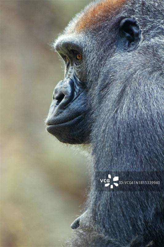 西部低地大猩猩特写图片素材