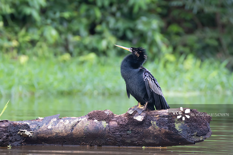 美洲蛇鹈栖息在托尔图格罗运河水域上方的树干上图片素材