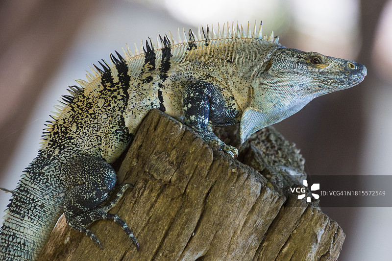 黑棘尾鬣蜥图片素材