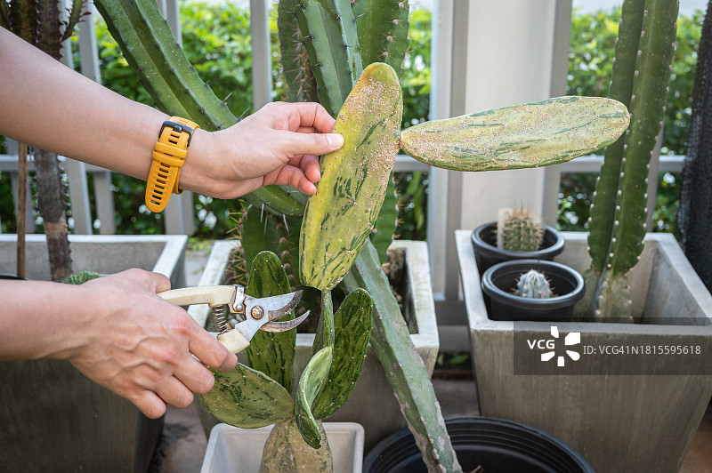 有人试图切割一块仙人掌，但因介壳虫附着并吸取植物汁液而遇到问题图片素材