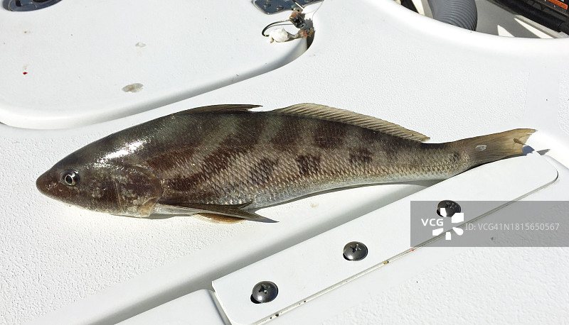 船甲板上的鳕鱼图片素材