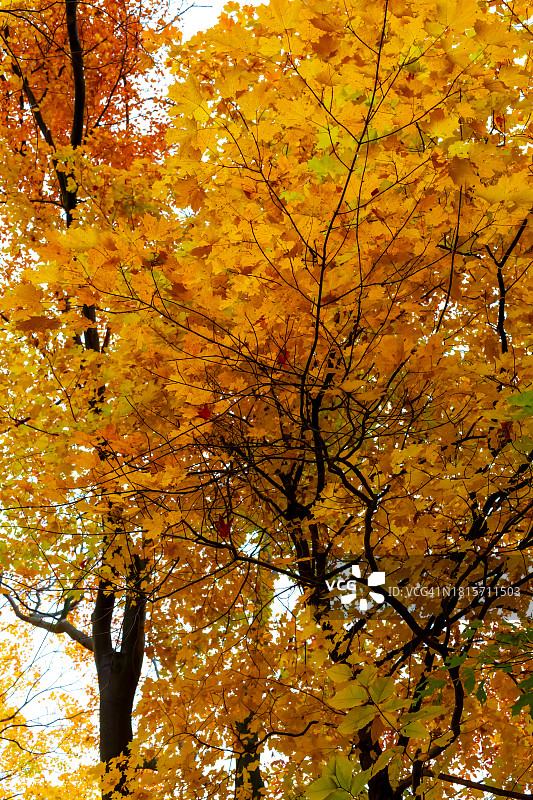 加拿大安大略省的缤纷四季图片素材