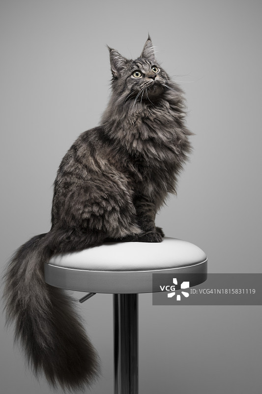 猫坐在凳子上图片素材