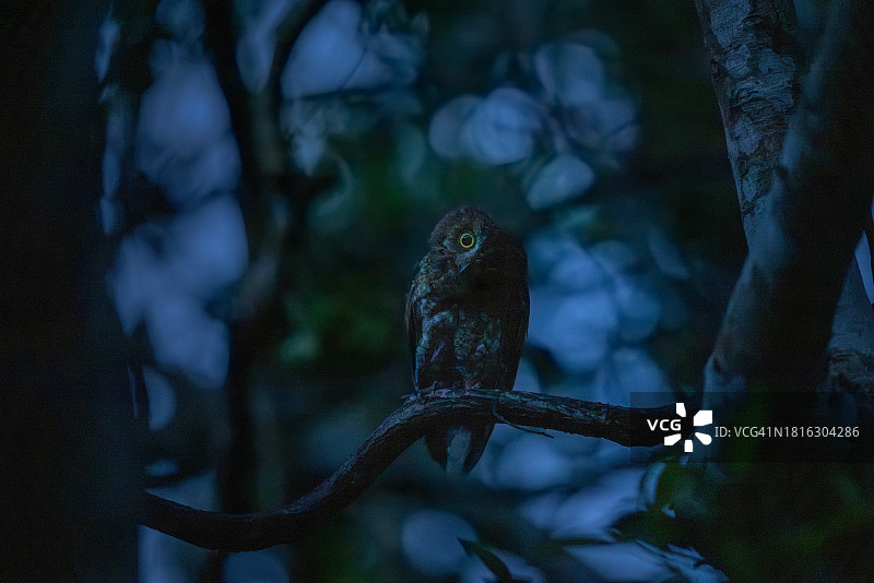 日本石垣岛的琉球角鸮图片素材