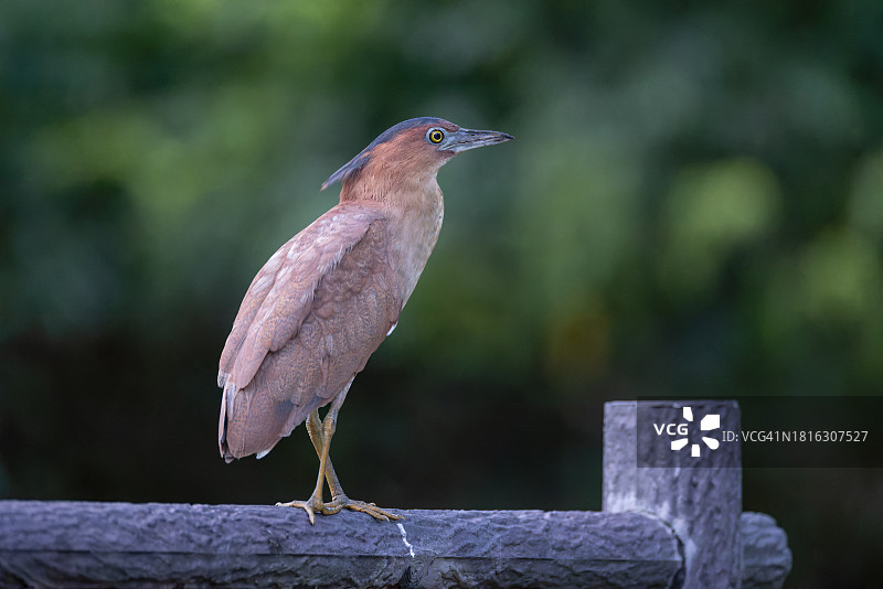 日本石垣岛上觅食的黑翅长脚鹬图片素材
