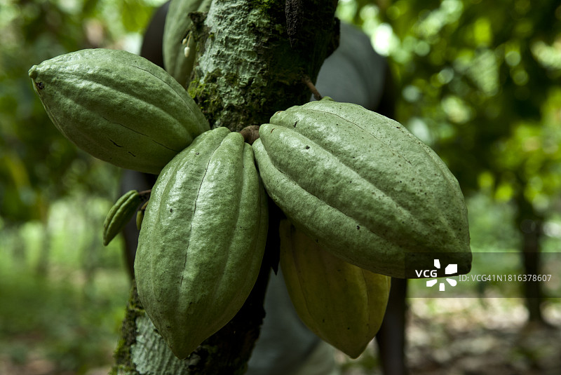 可可果实图片素材