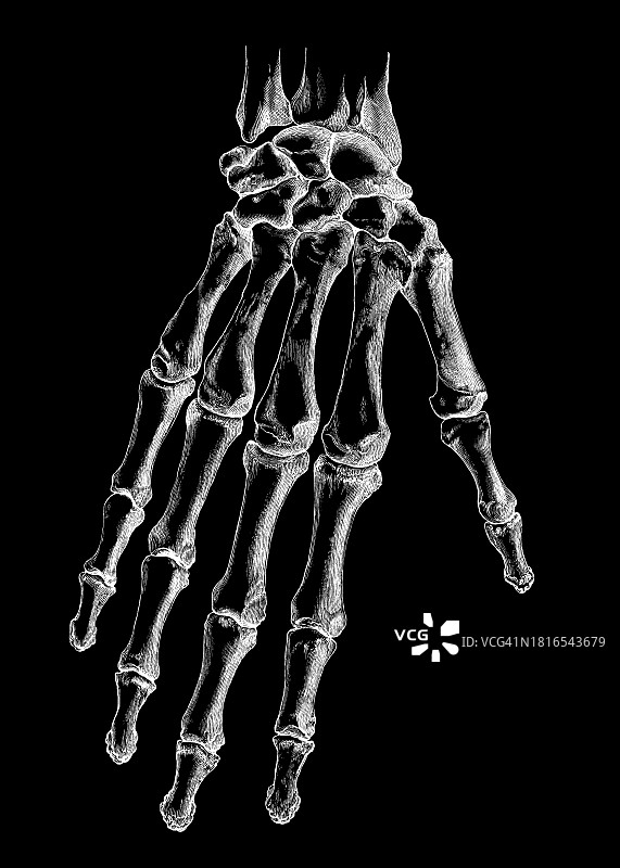 右手骨骼古版画插图图片素材