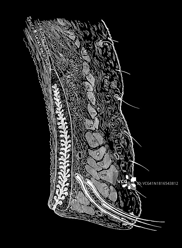 眼睑解剖结构古老雕刻插图：上眼睑横截面图片素材