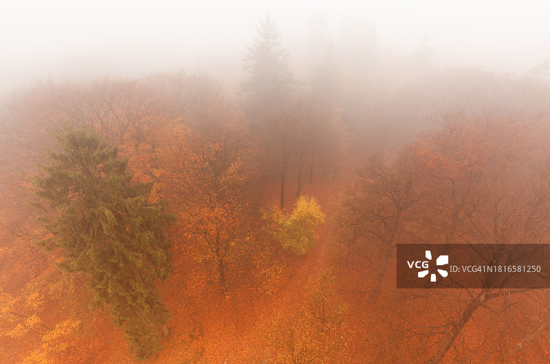 雾中森林瞭望塔的秋叶图片素材