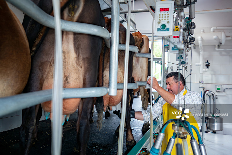 农民在奶牛场使用挤奶机图片素材