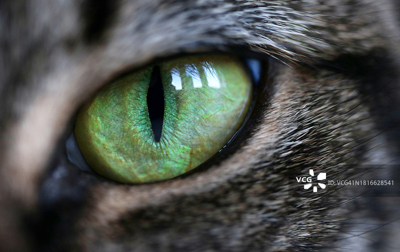 猫眼特写图片素材