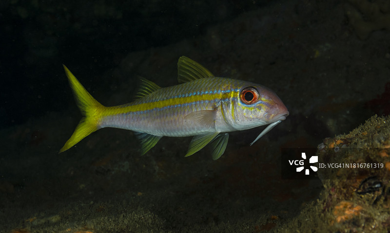 黄色副绯鲤图片素材