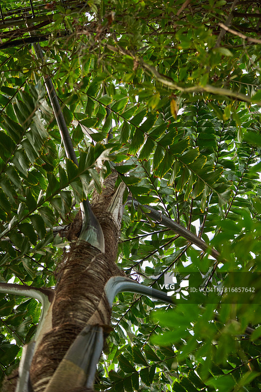植物园内绿色树木背景，阳光明媚。热带温室植物图片素材