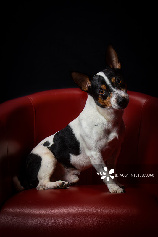 沙发上坐着的迷你杜宾犬肖像图片素材