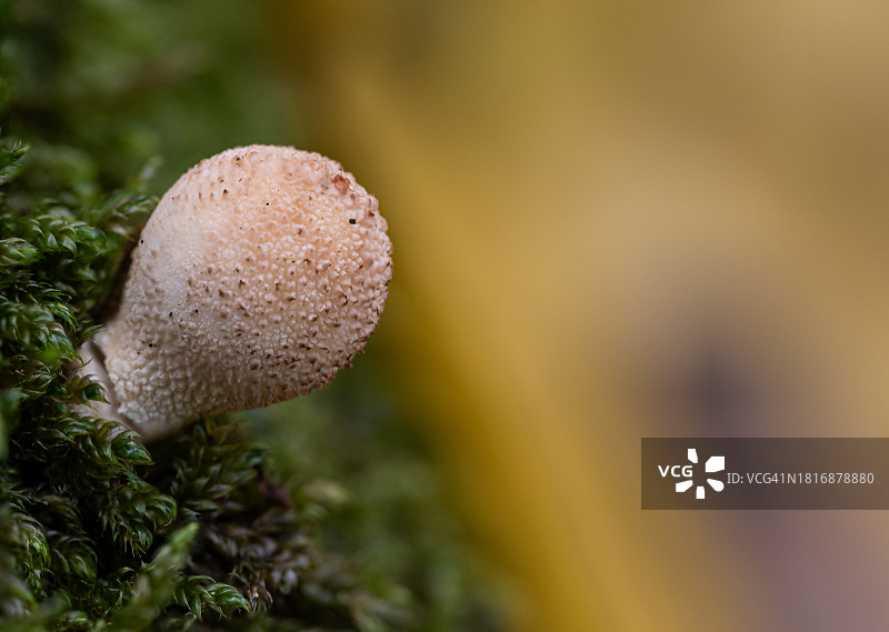田间蘑菇生长特写图片素材