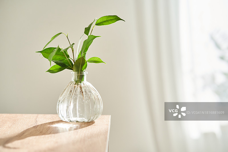 桌子上花瓶里的植物特写图片素材