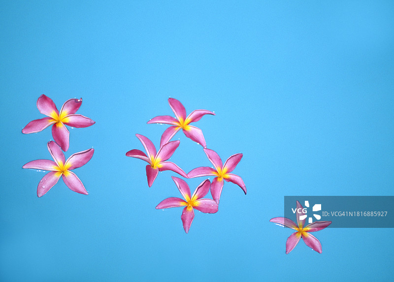 热带花卉图片素材