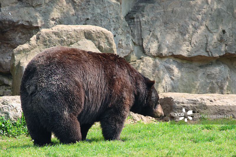 棕色美洲黑熊侧面站立图图片素材