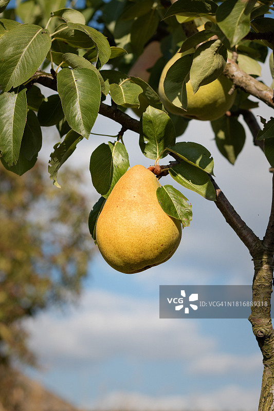 树上生长的柠檬的低角度视图图片素材