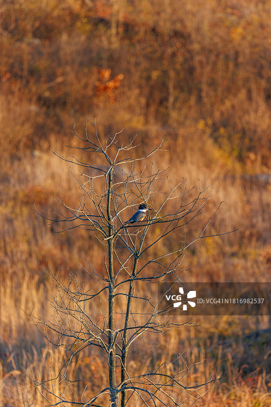 腰带翠鸟图片素材
