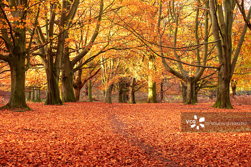 秋天的森林和树木图片素材
