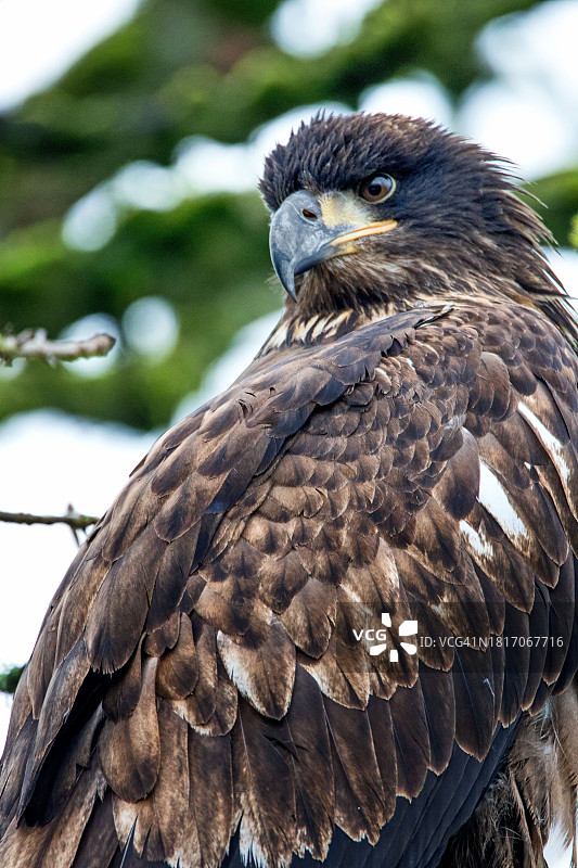 金雕特写图片素材