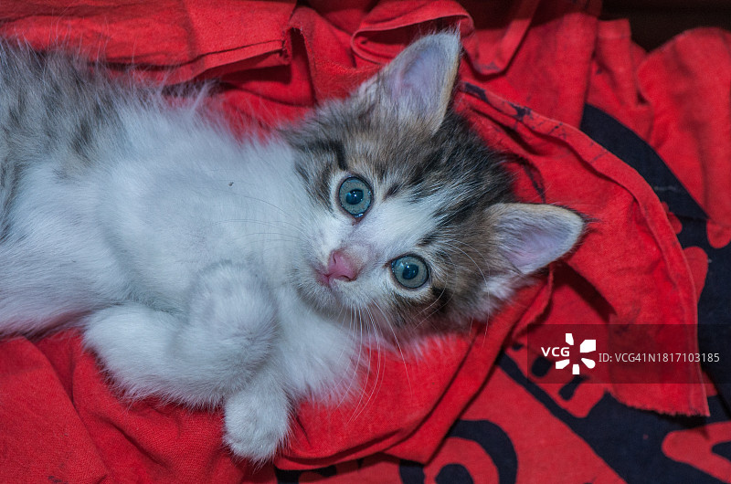 小猫的特写 портрет,斯里兰卡,安巴兰戈达图片素材