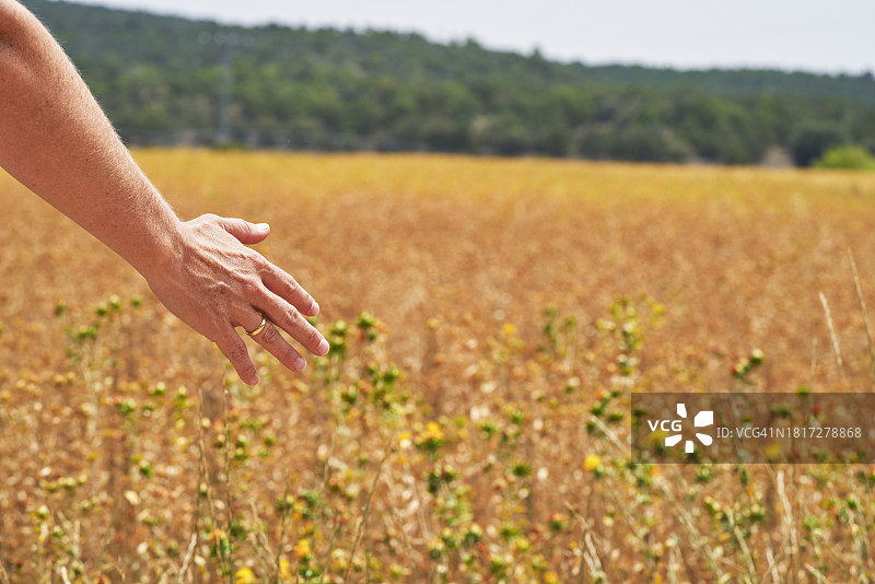 阳光明媚的一天，女人在番红花田中行走触摸它们图片素材