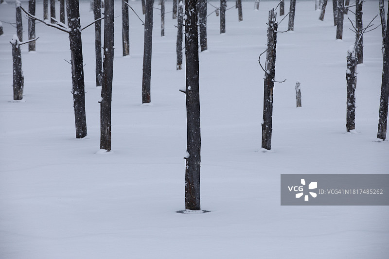 白金冬季景观：冰雪覆盖池塘中的树木特写图片素材