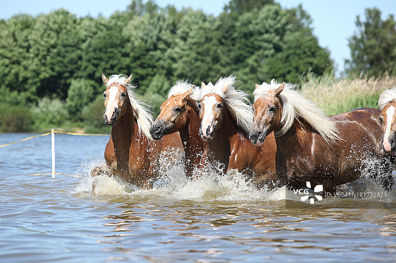 水中的一群小鱼图片素材