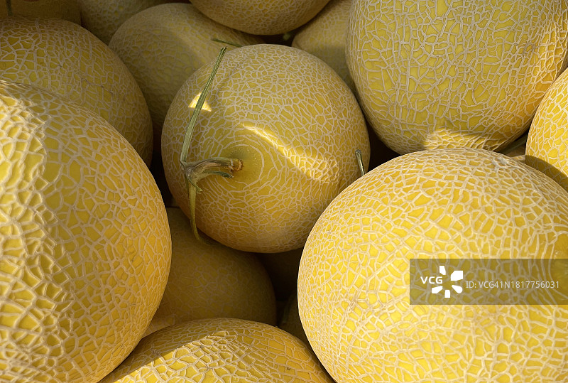 金色西瓜图片素材