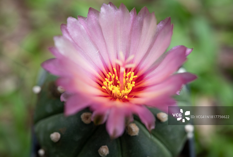 盛开的星球属仙人掌美丽粉色花朵特写图片素材