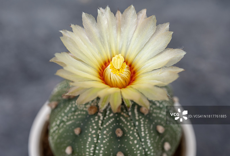 星球属仙人掌美丽的黄色花朵盛开的特写。图片素材