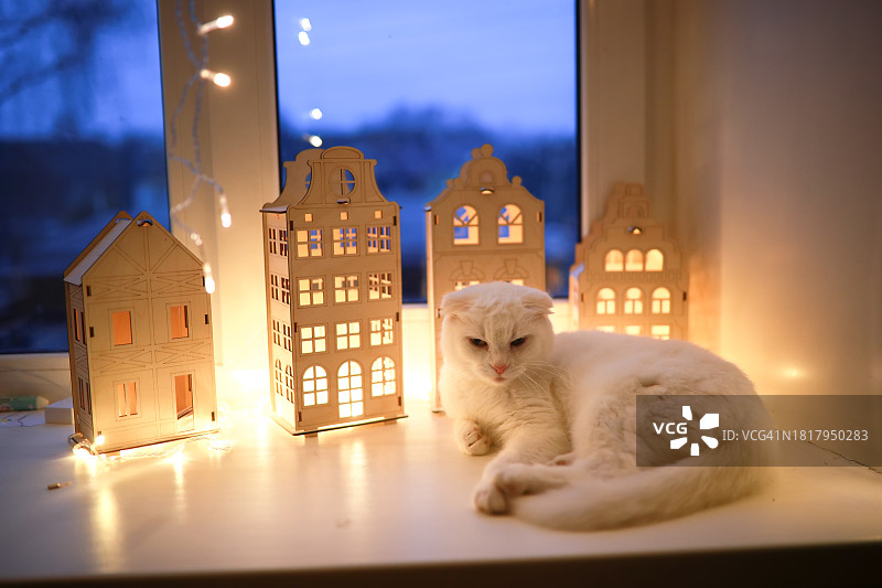 暮色宁静：白猫在温馨小屋的窗台上小憩图片素材