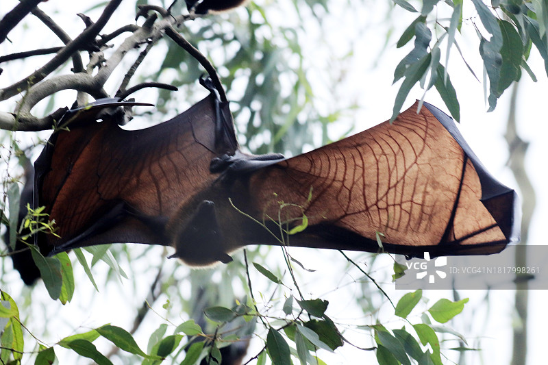 印度飞狐 - 大印度果蝠图片素材