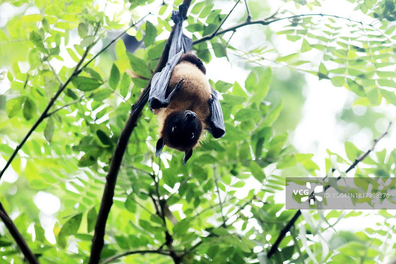 印度飞狐 - 大印度果蝠图片素材