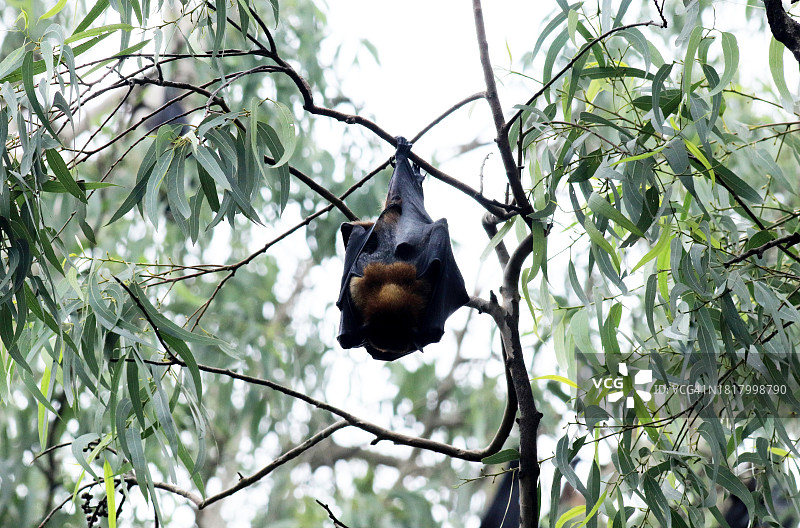 印度飞狐 - 大印度果蝠图片素材