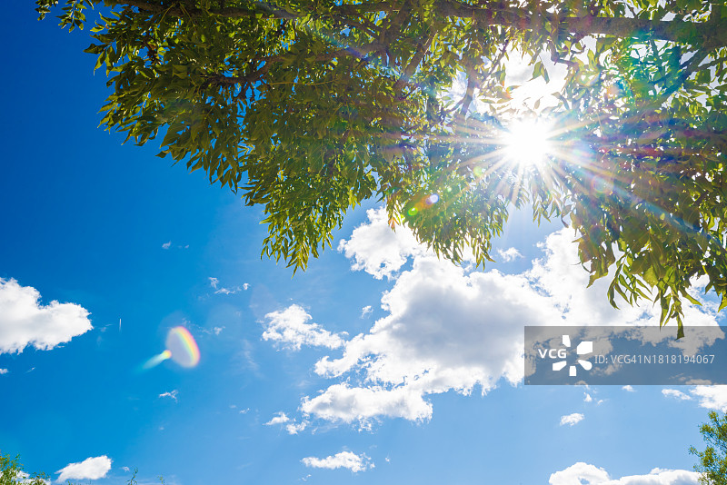 以蓝天为背景的树冠图片素材