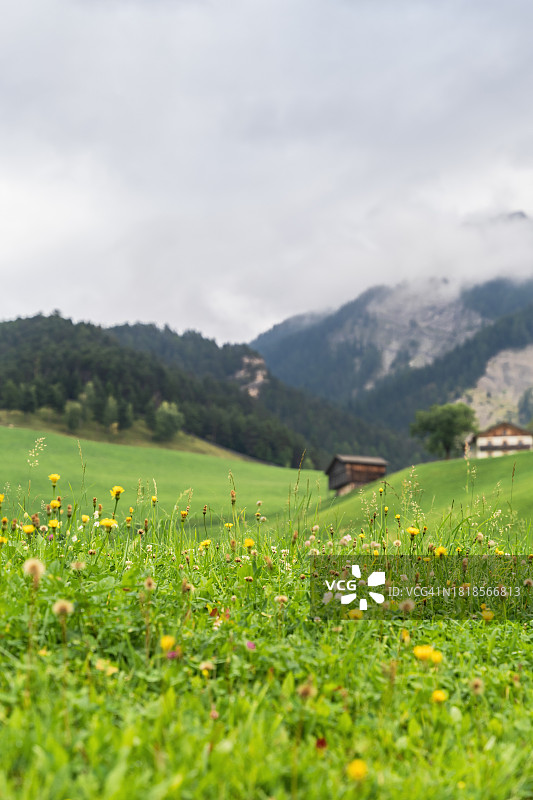 意大利圣马格达莱纳的野花田和高山草甸图片素材