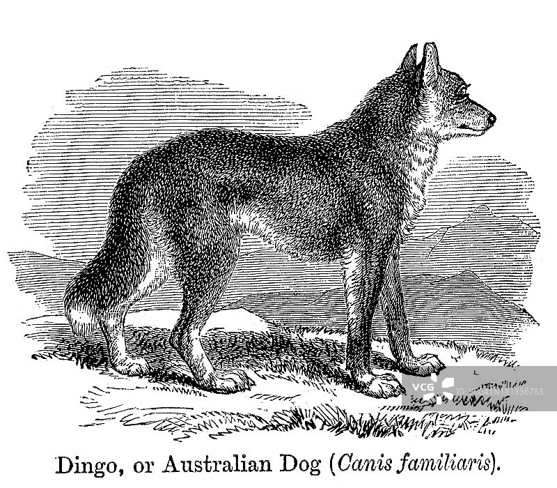 澳洲野犬图片素材