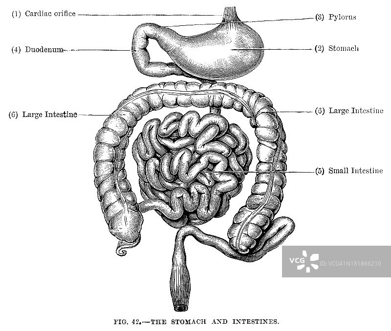 人类的胃和肠图片素材